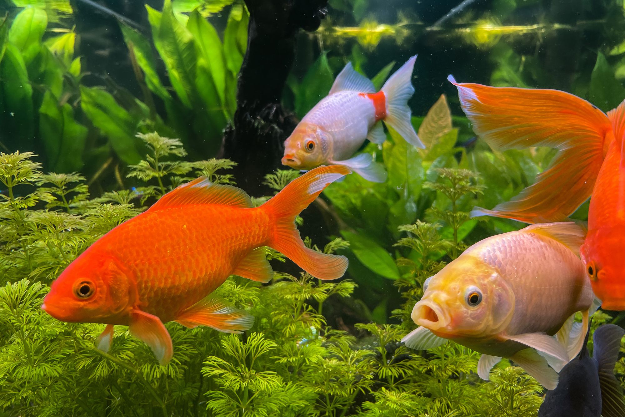 Stunning Cold Water Aquarium Safes For Goldfish image