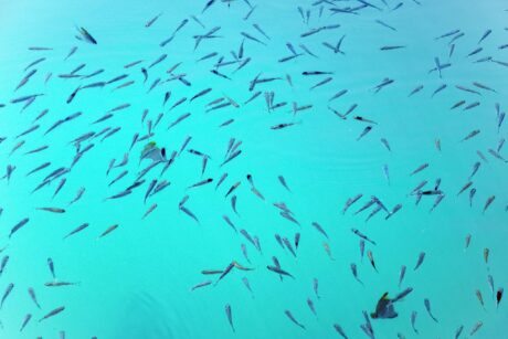 Caring for Baby Fish: Keeping, Feeding and Survival - All Aquarium Info