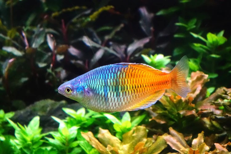 colorful freshwater Rainbow Fish