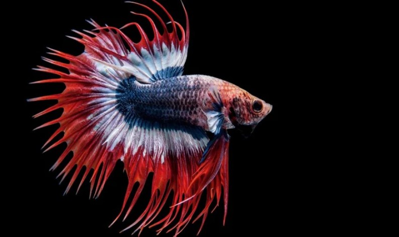 top freshwater fish for small tanks