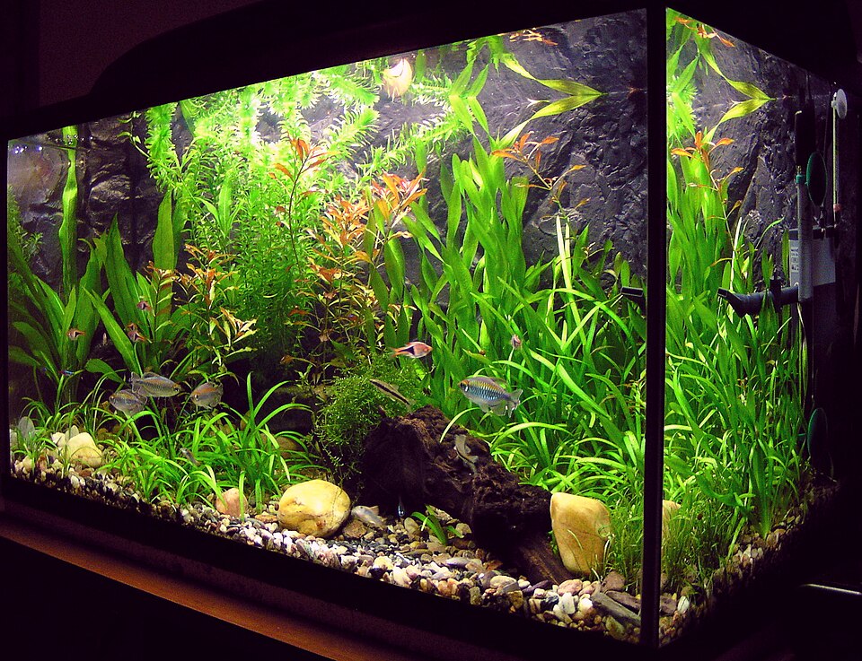 Top Freshwater Aquarium Fish For Small Tanks