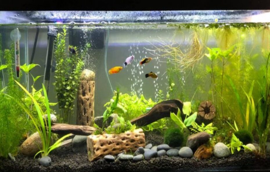 Top Freshwater Aquarium Fish For Small Tanks