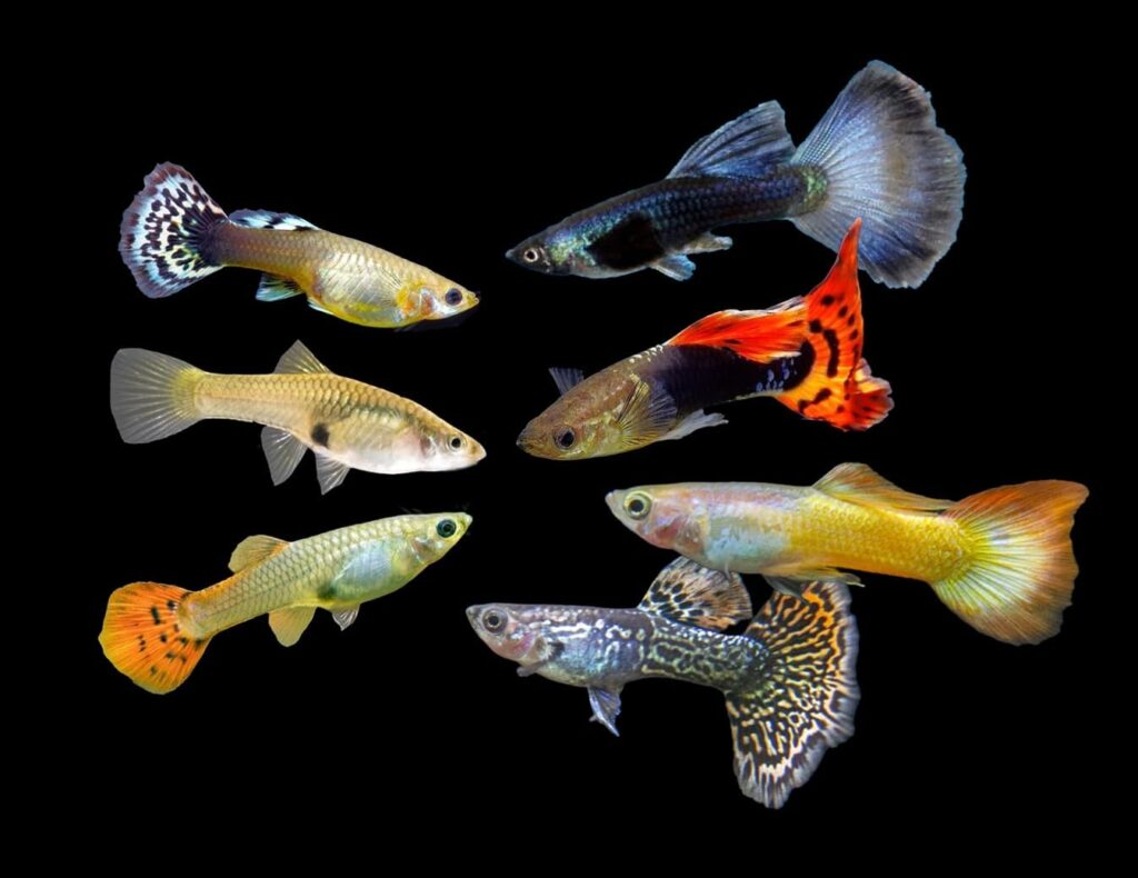 Top Freshwater Aquarium Fish For Small Tanks