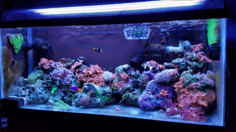 Curated visual reference: Visual Reference: Saltwater Tank Setup 101 A Beginner S Guide